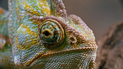 Chameleon Eye Close-Up 🦎 | Amazing Wildlife Footage in 4K UHDWatch this stunning close-up footage of a chameleon’s eye 🦎👁️ captured in ultra-high-quality 4K UHD.