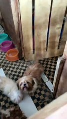 Animais são resgatados em situação de maus-tratos em canil clandestino no Cariri