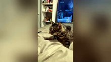 funny cat