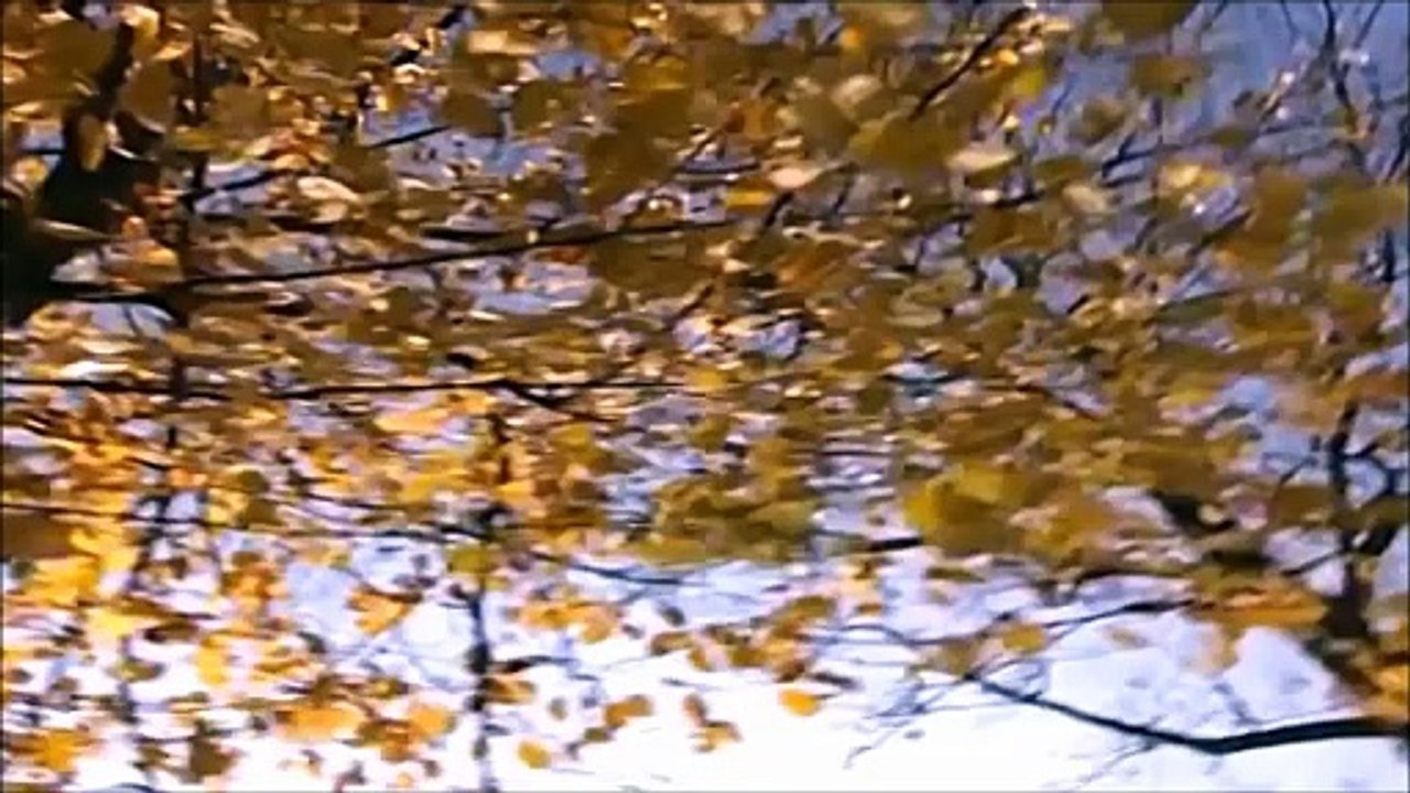 SINA LENZ — »Wenn alle Männer Engel wär’n« | von „Das deutsche Schlagermagazin“ – Folge 1 • Musik Videos - Compilation · 2001 da music ● Deutsche Austrophon