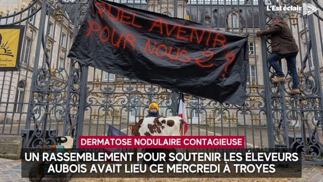 Dermatose nodulaire contagieuse : près de 200 personnes rassemblées à Troyes pour soutenir les éleveurs aubois