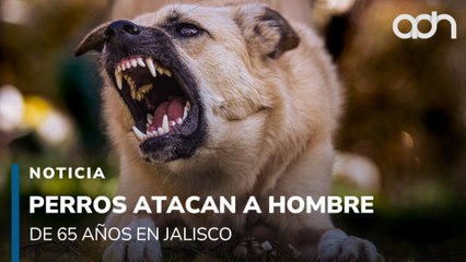 Perros atacan a un hombre de 65 años, no es el primer ataque que reportan