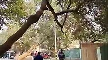 😱 Bending Trees Mystery REVEALED on Delhi Streets! 🌴#BendingTrees ,  #StreetTrees