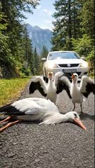 Kind-Hearted Man Rescues an Unconscious Sarus (Crane) on the Roadside 🐾✨