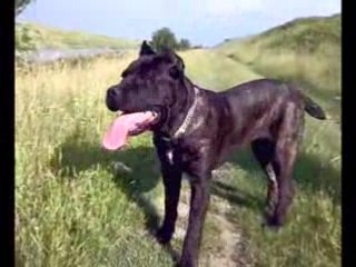 Cane Corso Maximus at 6 months and 2 weeks