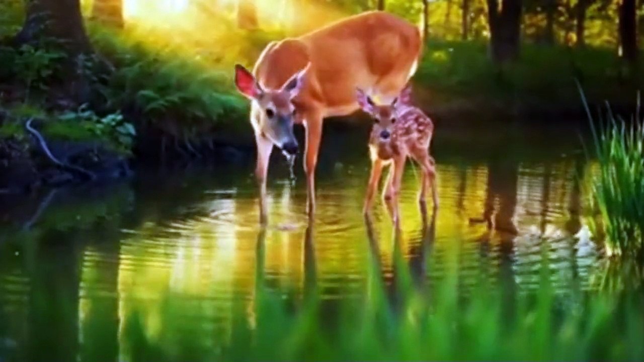 CUT ANIMALS
