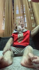 Beautiful Monkey animals | Smart Monkey at home #monkeyvideofunny #monkeyvideo #monkeyvideocomedy #monkeyvideoatzoo #monkeyvideoandbaby