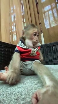 cute monkey animals smart monkey at home , #monkey #monkeys #animals
