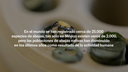 Refugio un proyecto de casitas para abejas polinizadoras nativas solitarias en CDMX