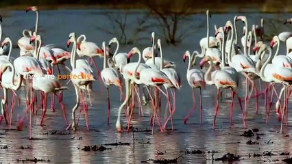 Life in Nature The Beauty of Natural Ecosystems