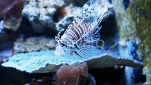 Exotic red lionfish, danger fish in sea aquarium