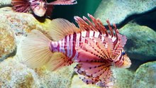 Lionfish detail in the aquarium ecosystem