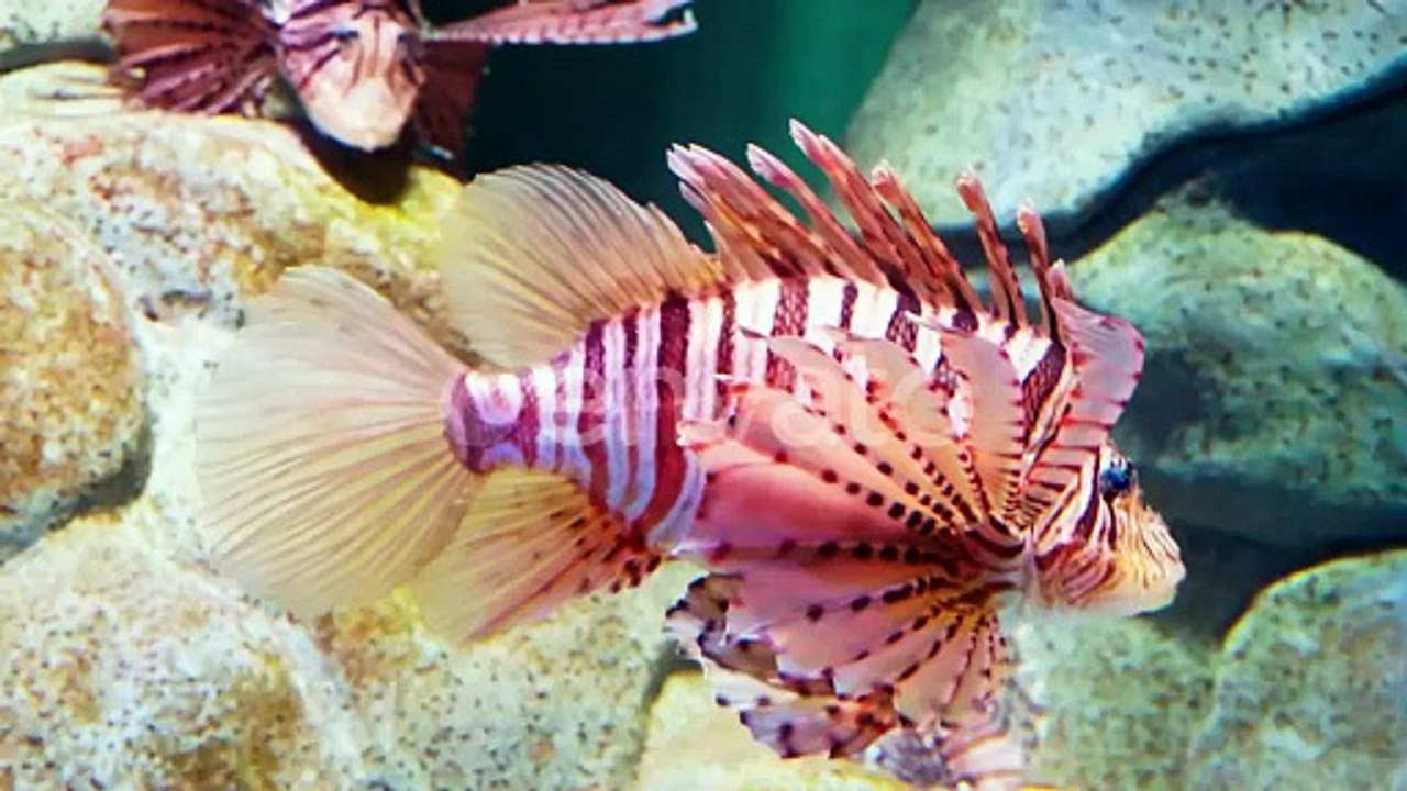 Lionfish detail in the aquarium ecosystem