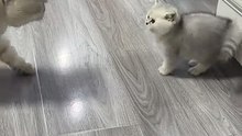 This tiny kitten already challenging authority 😭🐱