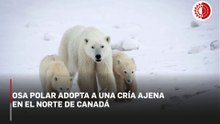 Investigadores en Canadá observan una rara adopción de un oso polar