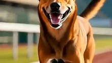 🐕🐴 कुत्ते और गधे की प्रेरणादायक दौड़ | मेहनत, धैर्य और जीत की सीख