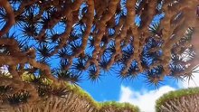 Mengenal Socotra, Pulau yang Dijuluki Tempat Persembunyian Dajjal