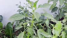 Chilli Plant Update from My Terrace Garden 🌶️