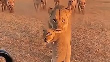 A Lioness’s Ultimate Act of Protection 🦁💥  🦁 100% AI video for fun & laughs! Every scene is digitally created — no real animals, babies, or people. 🐾 Enjoy and share! 🚫 No reuploads. #AIreel #AIfunny #AIanimals #AIfun #CreativeAI #AIvideo #AImagic