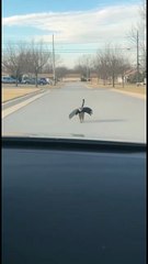 A cat Ultimate Act AI video for fun & laughs! Every scene is digitally created — no real animals, babies, or people. 🐾 Enjoy and share! 🚫 No reuploads. #AIreel #AIfunny #AIanimals #AIfun #CreativeAI #AIvideo #AImagic