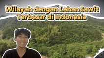 Wilayah dengan Lahan Sawit Terbesar di Indonesia