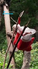 Zoológico de Londres celebra navidad con regalos para sus animales