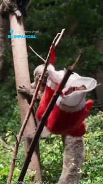 Zoológico de Londres celebra navidad con regalos para sus animales