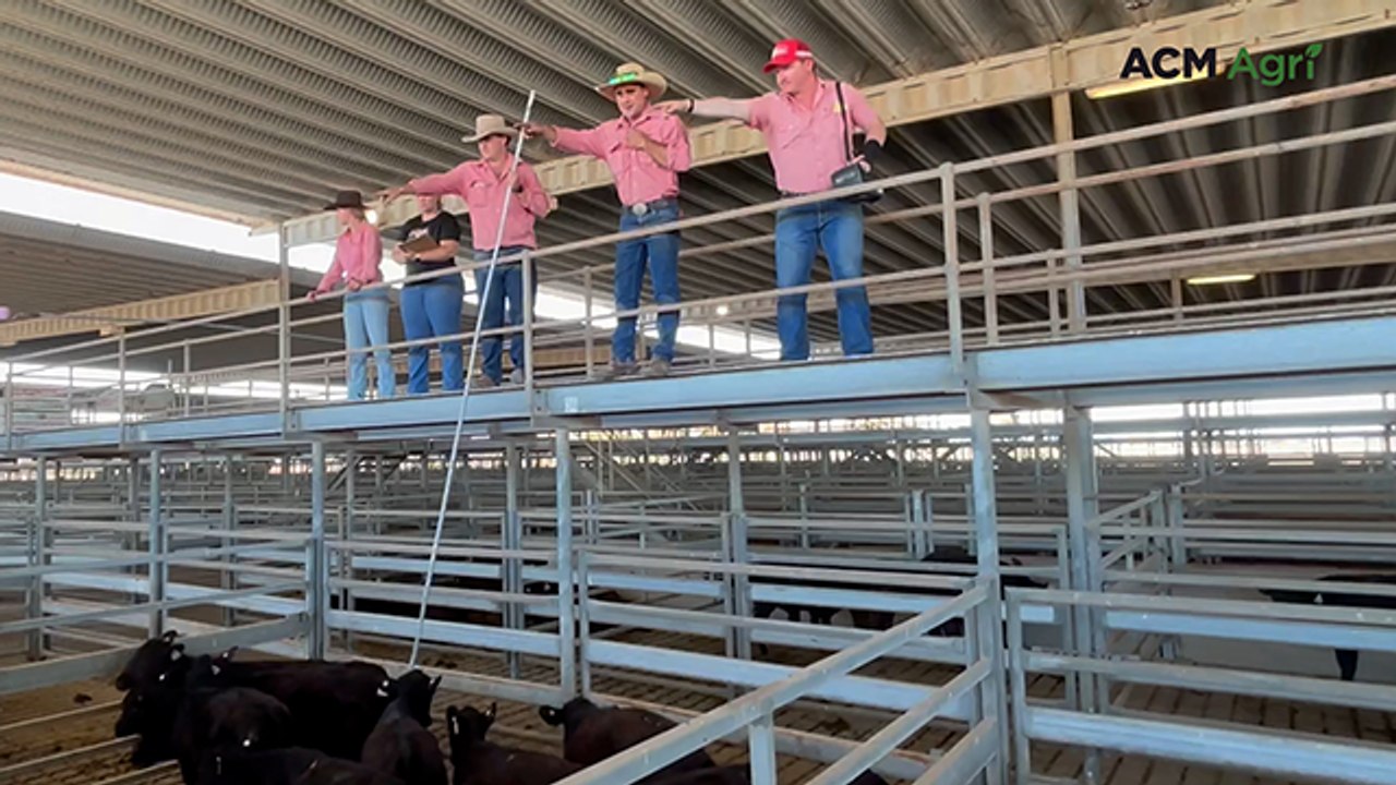 Strong bidding for cattle at Dublin market