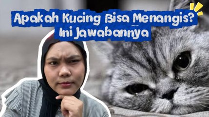 Apakah Kucing Bisa Menangis? Ini Jawabannya-Serius Ini Hewan?