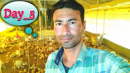 Poultry farm day 5 | poultry farming day 7 | Poultry farm business plan