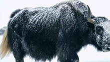 Alone in the Snow: The Yak Who Refused to Give Up