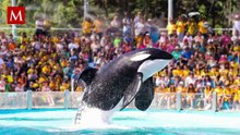 Muere Kshamenk, la orca rescatada que vivió 33 años en cautiverio