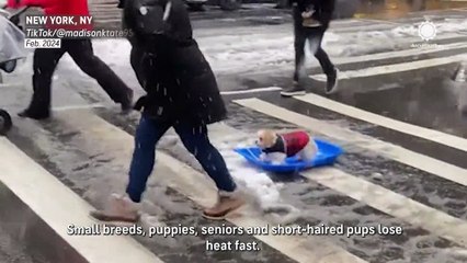 Does your dog need a winter jacket?