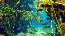 Underwater Wildlife with Fresh Water Vegetation and Wild Fish Florida Springs Underwater Landscape