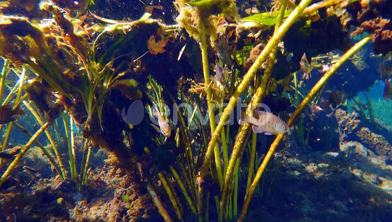 Tropical Underwater Nature of Florida Springs Underwater Exotic World with Swimming Fish and Green
