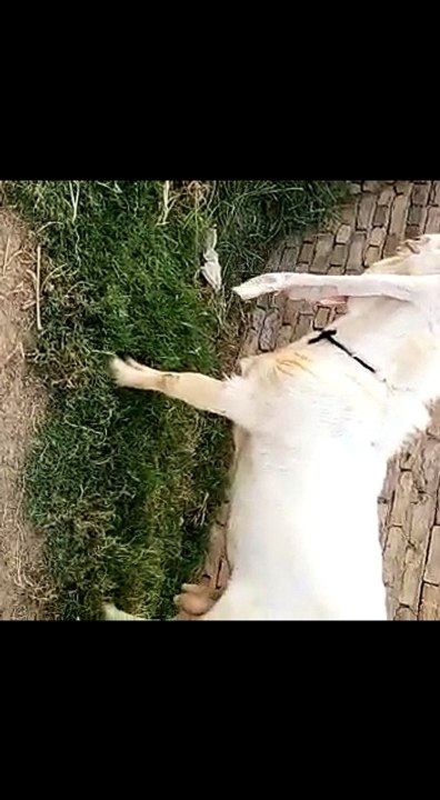 Beetal Goat Breeder