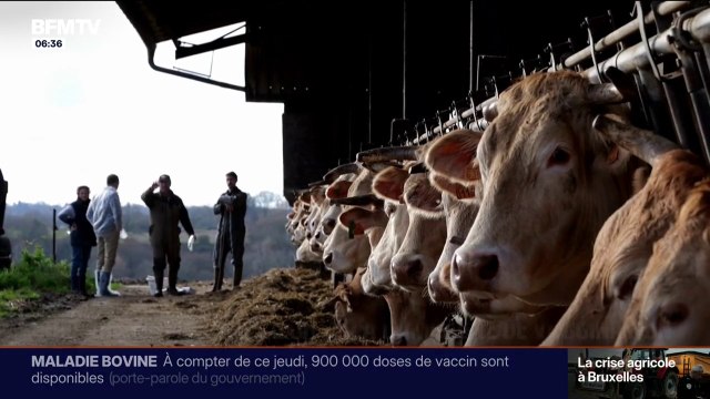 On n'est pas encore à l'abri : la vaccination contre la dermatose nodulaire bovine s'accélère dans les différents élevages français