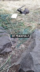 Can you also sit peacefully?