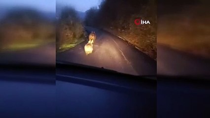 Hızlıca gözden kayboldular! Anne ayı ve yavruları böyle görüntülendi