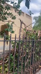 Uprooted trees amid heavy rains in RAK