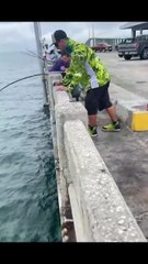 Fun fishing for big wild grouper