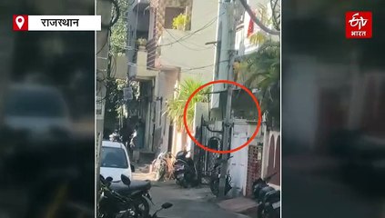 उदयपुर: कॉलोनी में घुसा पैंथर, लोगों में दहशत, वन विभाग की टीम सर्च में जुटी