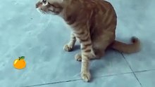 Funny Cats Movements For Cat lovers. Must Watch