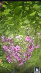 🎁🔥Hot His Lost Lycan Luna🏡Abc 🏆🏆🏆🏆🏆 - Full Movie