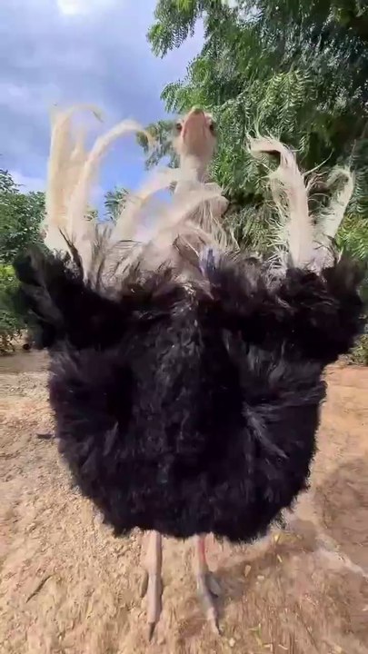 This ostrich the best making game
