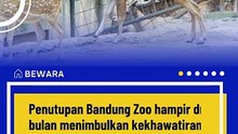 Pakan Satwa Bandung Zoo Jadi Tanggung Jawab Kemenhut