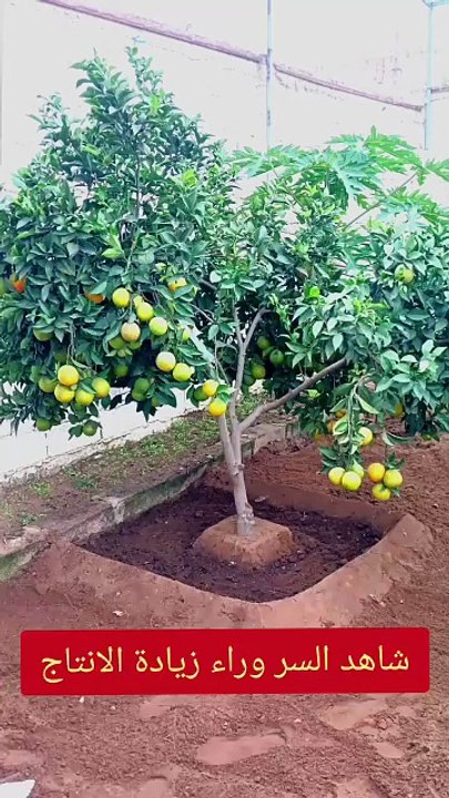 تحويض شجرة البرتقال من أجل زيادة الانتاج