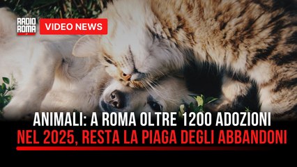 Animali, a Roma oltre 1200 adozioni nel 2025, resta la piaga degli abbandoni