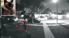 Amazon driver caught on camera stealing cat after dropping off package