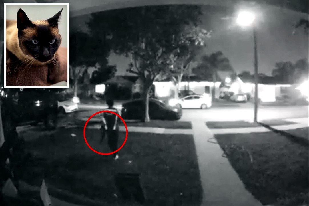 Amazon driver caught on camera stealing cat after dropping off package